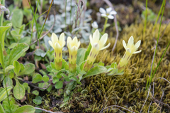 (c) Morten Ross, some rights reserved (CC BY) Cyananthus macrocalyx, photograph (c) Morten Ross, some rights reserved (CC BY)