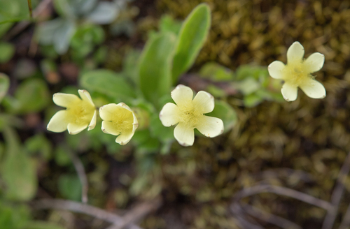 Cyananthus macrocalyx, photograph 3