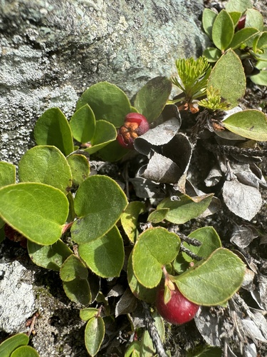 Image of Gaultheria humifusa by no rights reserved