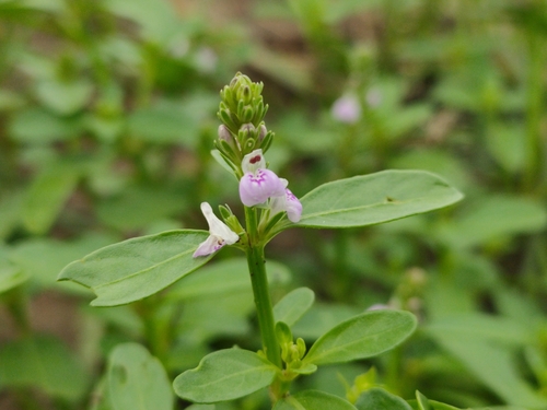 Justicia procumbens iNat (1)