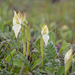 Hsenhsua chrysea - Photo (c) Morten Ross, algunos derechos reservados (CC BY-NC), subido por Morten Ross