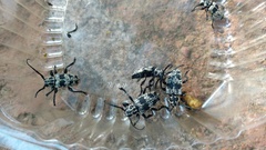 Acanthoderes funeraria