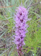 Liatris aestivalis