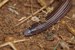Cregoe's Legless Skink photo 4