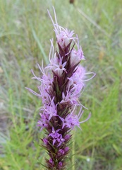 Liatris aestivalis