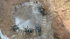 Acanthoderes funeraria