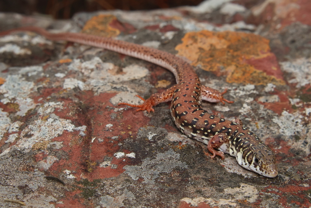 Spotted Sandveld Lizard