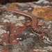 Spotted Sandveld Lizard - Photo (c) Jacob Dirsuwei, some rights reserved (CC BY-NC), uploaded by Jacob Dirsuwei