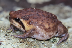 Mozambique Rain Frog photo 5