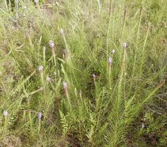 Liatris aestivalis
