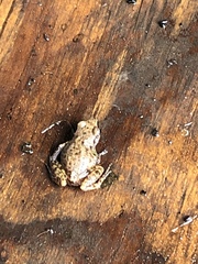 Eleutherodactylus campi