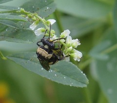 Triepeolus concavus