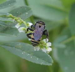 Triepeolus concavus