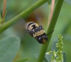 Triepeolus concavus
