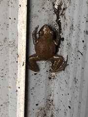 Eleutherodactylus campi