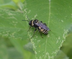 Triepeolus concavus