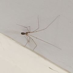 Pholcus phalangioides