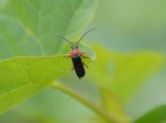 Cantharis flavilabris