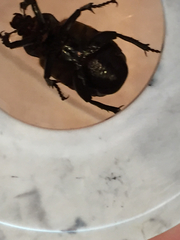 Osmoderma eremicola