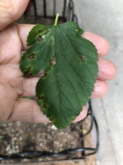 Cercospora moricola