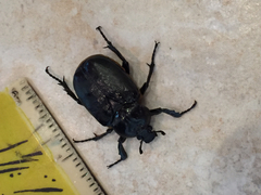 Osmoderma eremicola