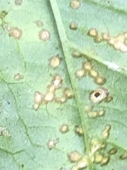Puccinia violae