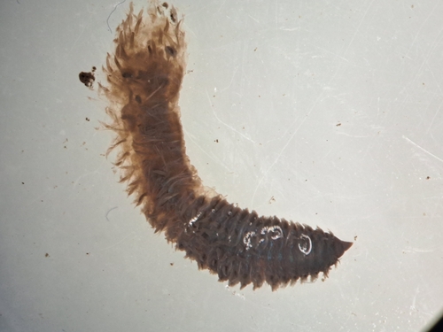 Armored bristleworm