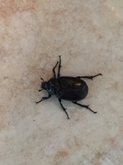 Osmoderma eremicola