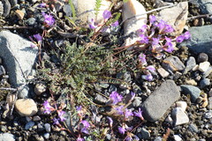 Astragalus nutzotinensis