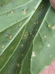 Puccinia violae