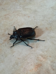 Osmoderma eremicola