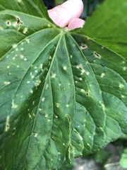 Puccinia violae