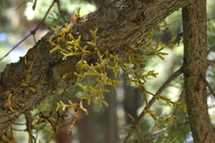 Arceuthobium campylopodum