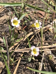 Erythranthe trinitiensis