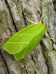 Bena bicolorana