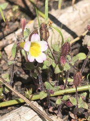 Erythranthe trinitiensis