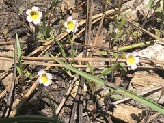 Erythranthe trinitiensis