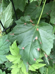 Phyllosticta ampelicida