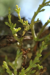 Arceuthobium campylopodum