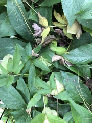 Microsphaeropsis hellebori