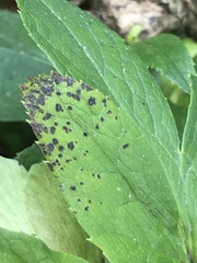 Microsphaeropsis hellebori