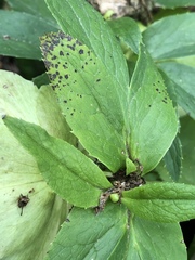 Microsphaeropsis hellebori