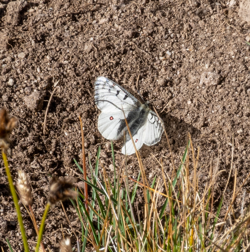 Rocky Mountain Parnassian photo 6