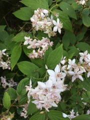 Deutzia