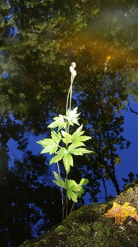 Anemone virginiana