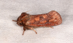 Acrolophus plumifrontella