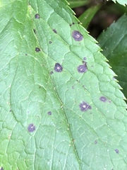 Microsphaeropsis hellebori