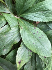 Microsphaeropsis hellebori