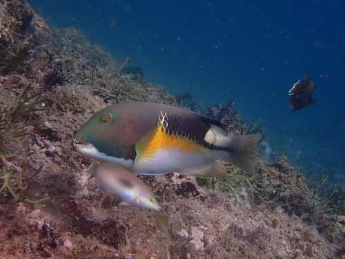 Anker-tandlipvis (Choerodon anchorago) — Labridae