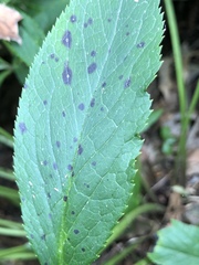 Microsphaeropsis hellebori